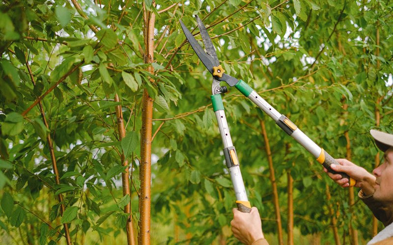 Tree trimming in Blair, WV